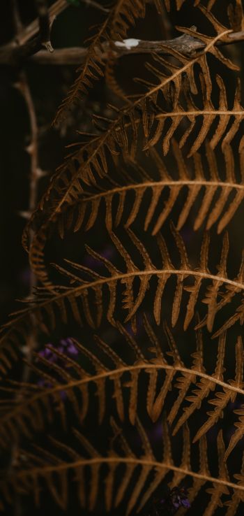 dry fern, botany Wallpaper 1080x2280