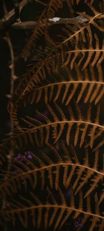 dry fern, botany Wallpaper 1080x2400