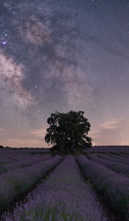 lavender, night field Wallpaper 600x1024