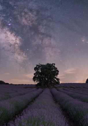lavender, night field Wallpaper 1668x2388