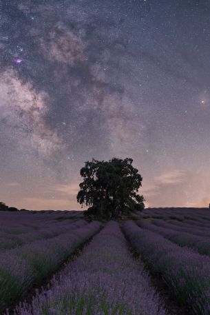 lavender, night field Wallpaper 640x960
