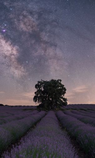 lavender, night field Wallpaper 1200x2000