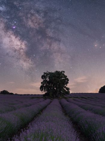 lavender, night field Wallpaper 1668x2224