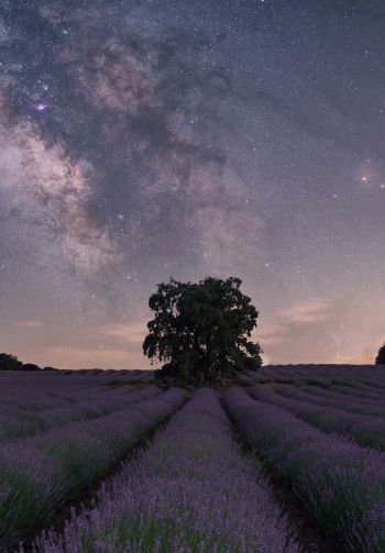 lavender, night field Wallpaper 1640x2360