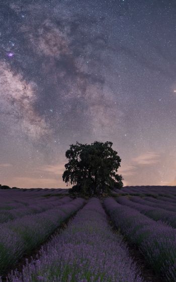 lavender, night field Wallpaper 1752x2800