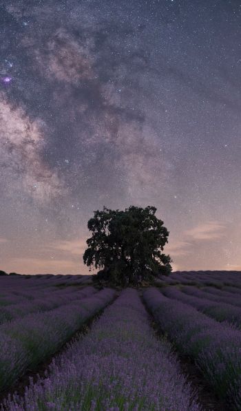 lavender, night field Wallpaper 600x1024