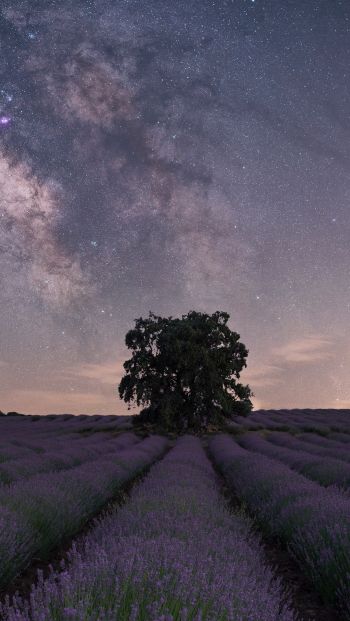 lavender, night field Wallpaper 640x1136