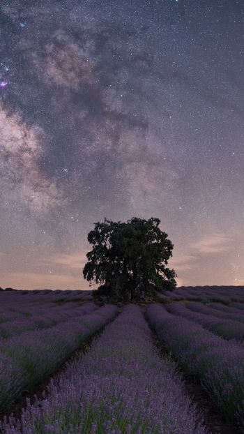 lavender, night field Wallpaper 1080x1920