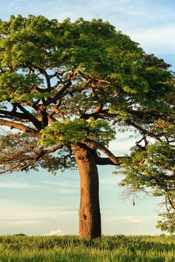 tree, landscape, Nicaragua Wallpaper 640x960