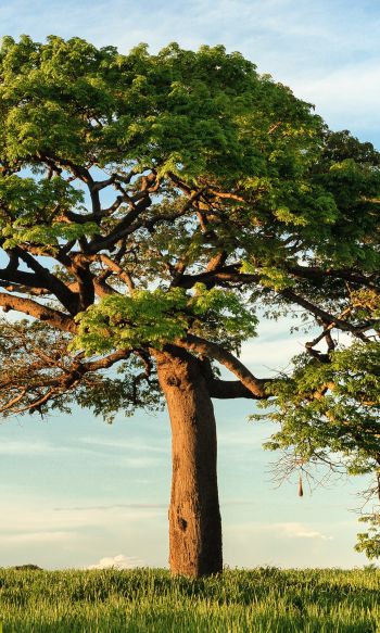 tree, landscape, Nicaragua Wallpaper 1200x2000