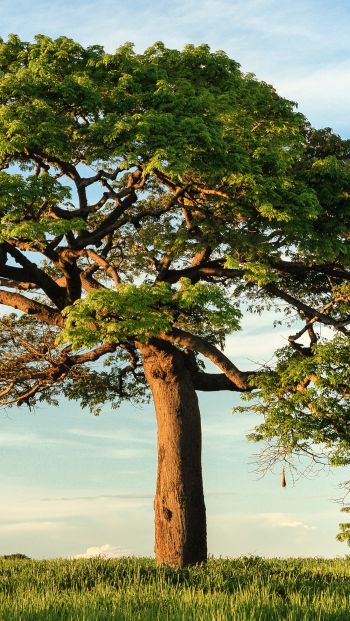 tree, landscape, Nicaragua Wallpaper 640x1136