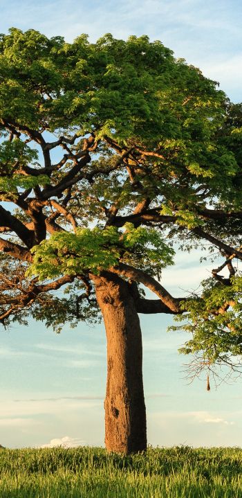 tree, landscape, Nicaragua Wallpaper 1080x2220
