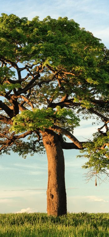 tree, landscape, Nicaragua Wallpaper 1080x2340
