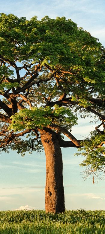 tree, landscape, Nicaragua Wallpaper 1080x2400