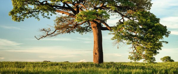 tree, landscape, Nicaragua Wallpaper 3440x1440