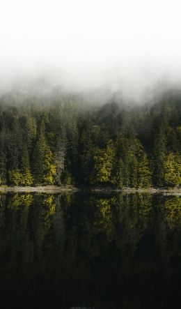 reflection of the forest in the lake Wallpaper 600x1024