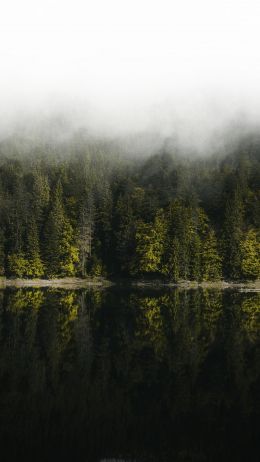 reflection of the forest in the lake Wallpaper 1440x2560