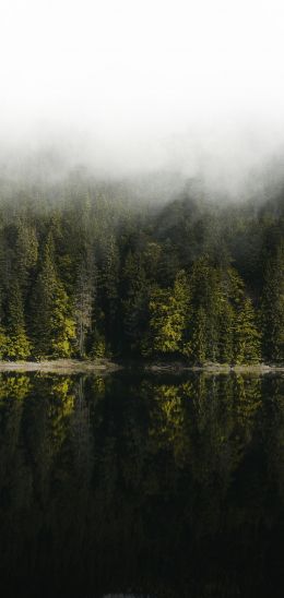 reflection of the forest in the lake Wallpaper 1440x3040