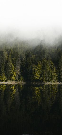 reflection of the forest in the lake Wallpaper 828x1792
