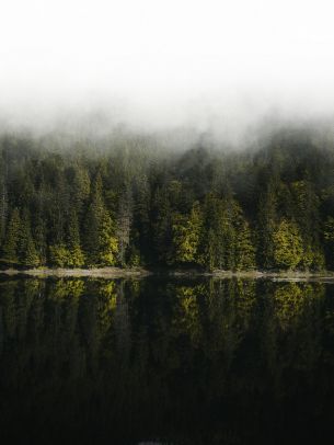 reflection of the forest in the lake Wallpaper 1536x2048
