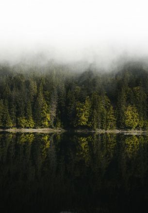 reflection of the forest in the lake Wallpaper 1640x2360