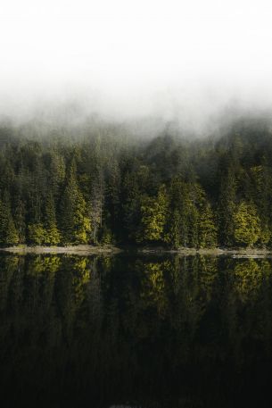 Обои 640x960 отражение леса в озере