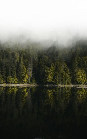 Обои 1600x2560 отражение леса в озере
