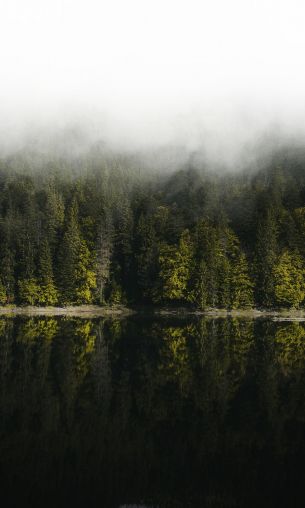 reflection of the forest in the lake Wallpaper 1200x2000