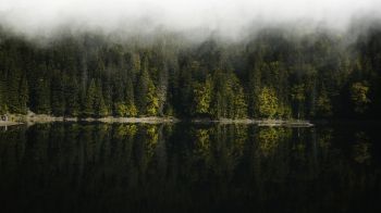 Обои 2560x1440 отражение леса в озере