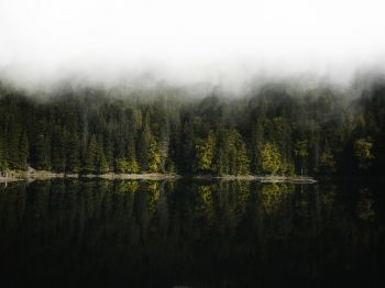 Обои 1024x768 отражение леса в озере