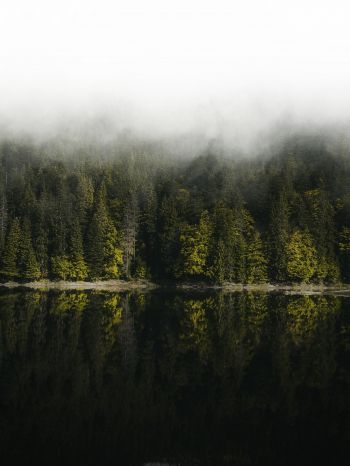 Обои 1620x2160 отражение леса в озере