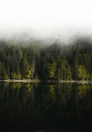 Обои 1640x2360 отражение леса в озере
