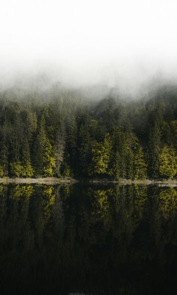Обои 1200x2000 отражение леса в озере