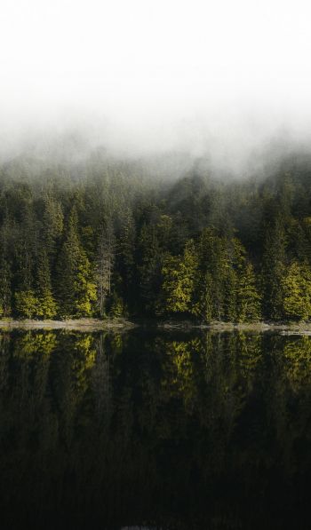Обои 600x1024 отражение леса в озере