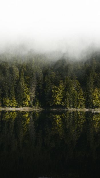 Обои 750x1334 отражение леса в озере