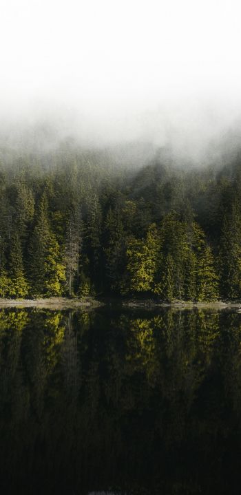Обои 1440x2960 отражение леса в озере