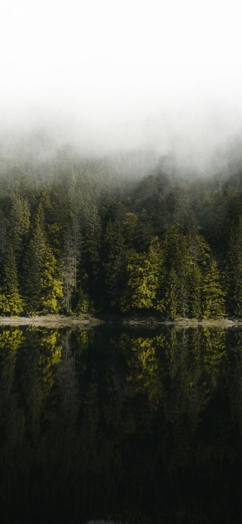 Обои 1080x2340 отражение леса в озере