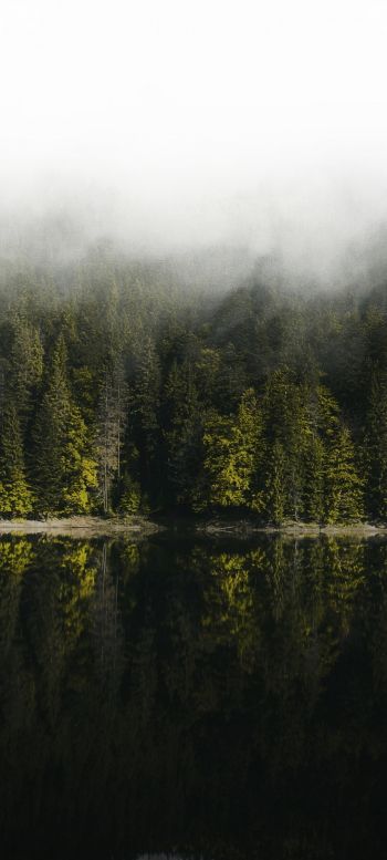 Обои 1080x2400 отражение леса в озере