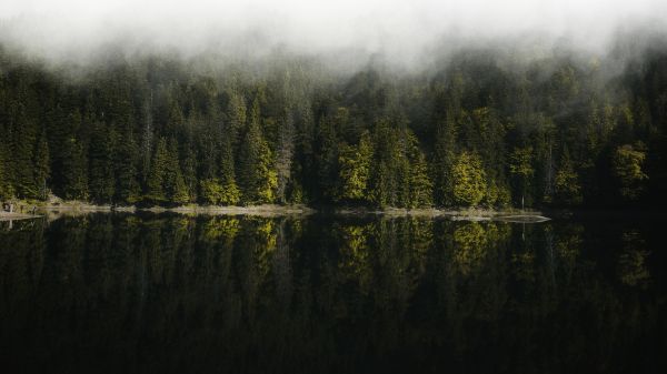 reflection of the forest in the lake Wallpaper 1280x720