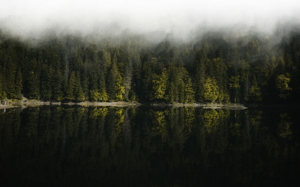 reflection of the forest in the lake Wallpaper 1920x1200