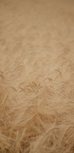 ripe wheat Wallpaper 1080x2220