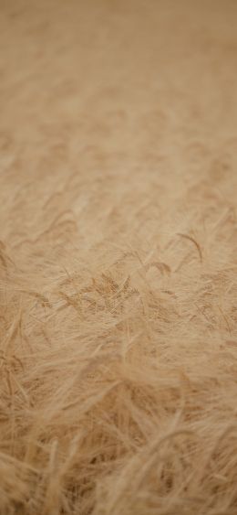 ripe wheat Wallpaper 1080x2340