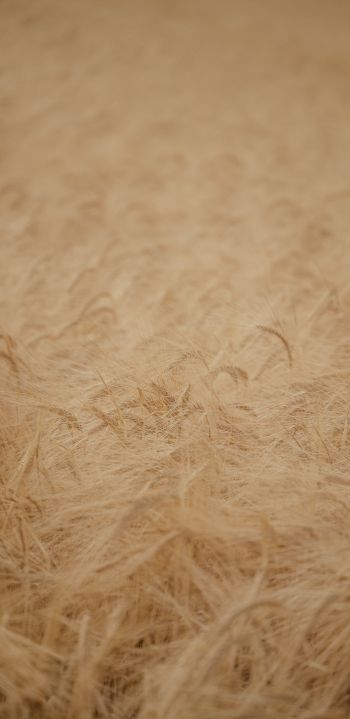 ripe wheat Wallpaper 1440x2960