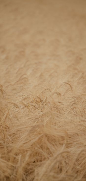 ripe wheat Wallpaper 1440x3040