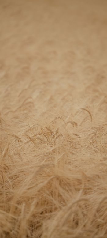 ripe wheat Wallpaper 720x1600