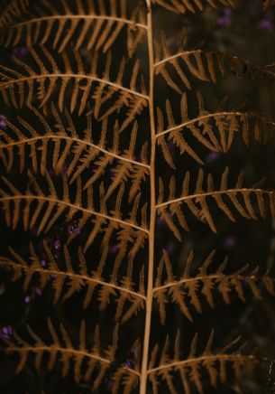 dry fern branch Wallpaper 1668x2388