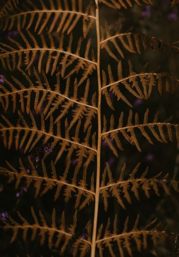dry fern branch Wallpaper 1640x2360