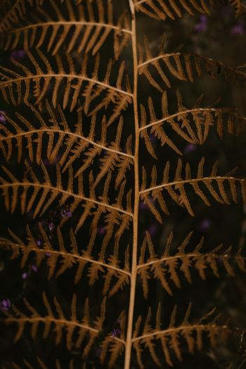 dry fern branch Wallpaper 640x960