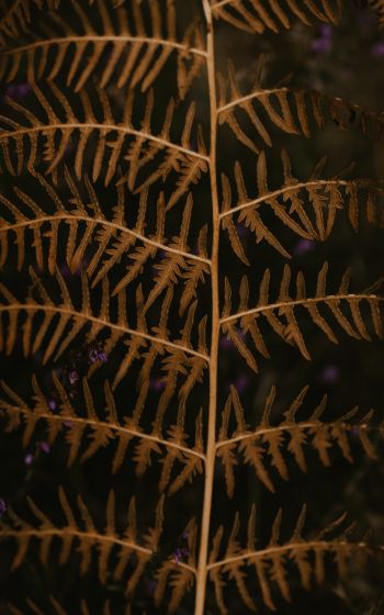 dry fern branch Wallpaper 1200x1920