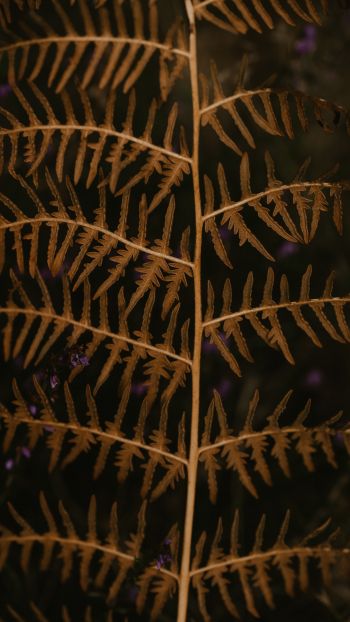 dry fern branch Wallpaper 1080x1920
